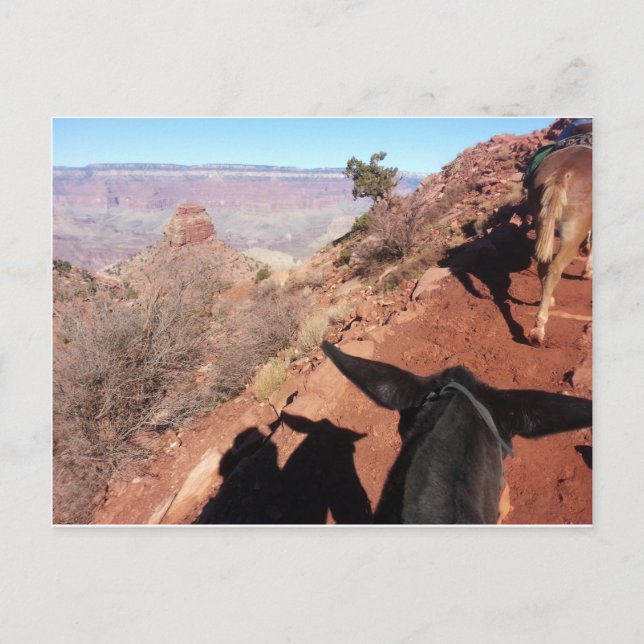 Cartão Postal South Kiabab Grand Canyon National Park Mule Ride (Frente)
