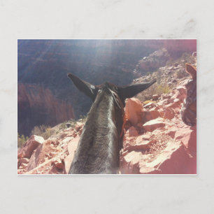Cartão Postal South Kiabab Grand Canyon National Park Mule Ride