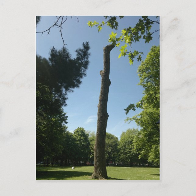 Cartão Postal Southampton (parque de Hoglands) (Frente)