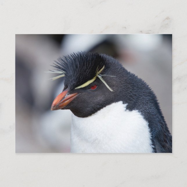 Cartão Postal Southern Rockhopper Penguin (Frente)
