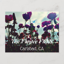 Cartão postal Souvenir: Campos Flores em Carlsbad,