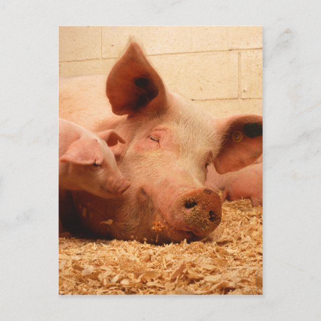 Cartão Postal Sow Bonito com Leitões (Frente)