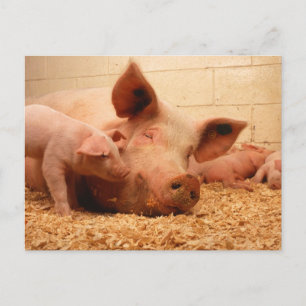 Cartão Postal Sow e Piglets