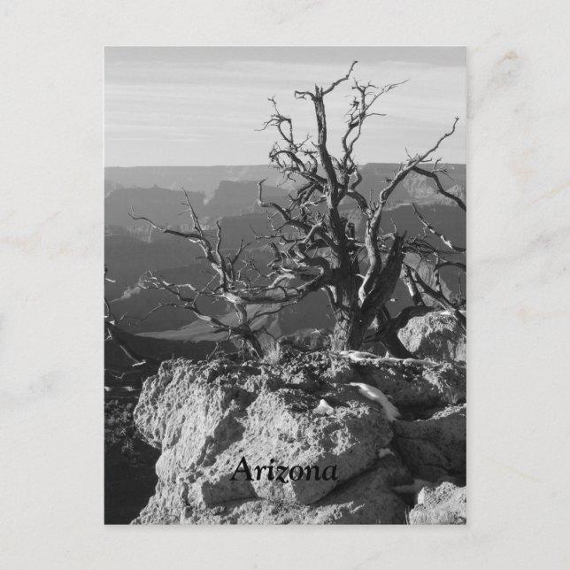 Cartão Postal Sozinho no Arizona (Frente)