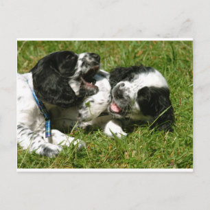 Cartão Postal Spaniel Divertido
