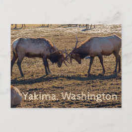 Cartão Postal Sparing Elk Yakima Washington EUA