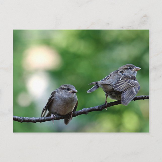 Cartão Postal Sparrow (Frente)