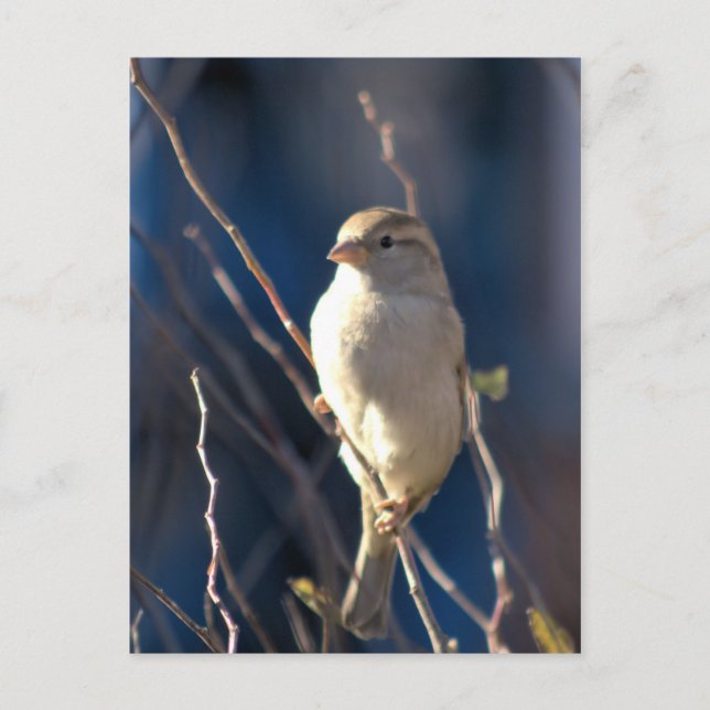 Cartão Postal Sparrow (Frente)