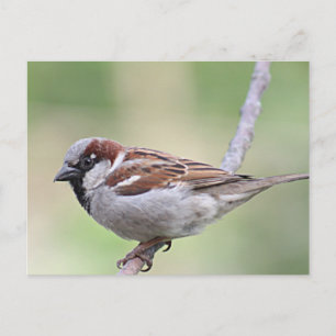 Cartão Postal Sparrow