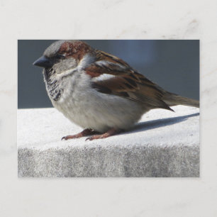 Cartão Postal Sparrow