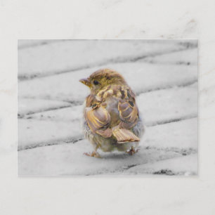 Cartão Postal Sparrow Brown