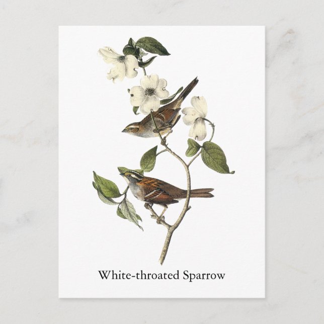 Cartão Postal Sparrow com garganta branca - John Audubon (Frente)