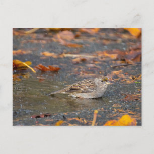 Cartão Postal Sparrow com ouro