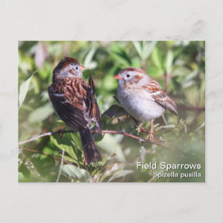 Cartão Postal Sparrow de Campo