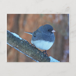 Cartão Postal Sparrow de Junco Olhado Escuro