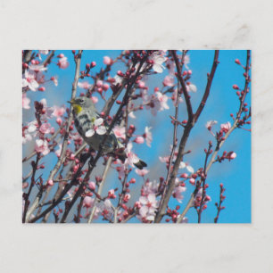 Cartão postal - Sparrow do Springtime