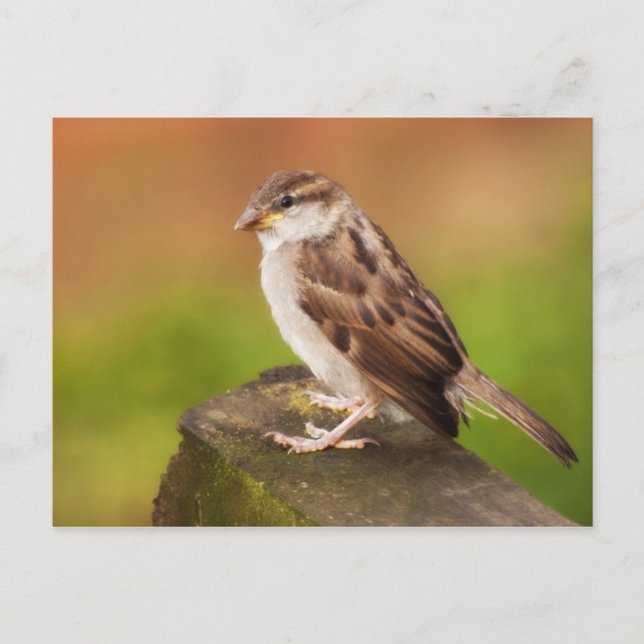 Cartão Postal Sparrow na cerca (Frente)