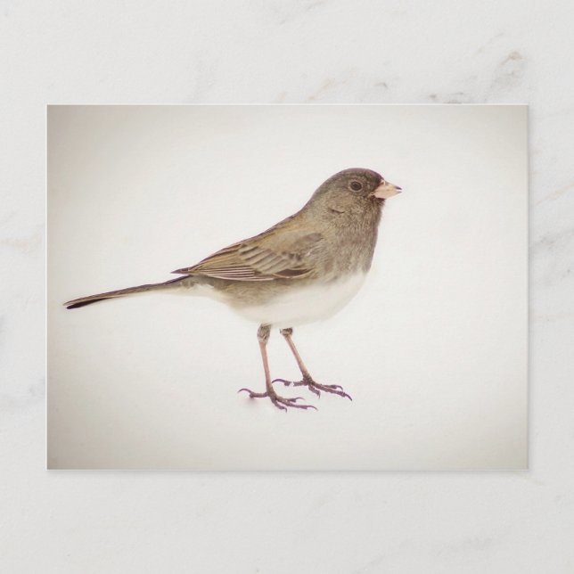 Cartão Postal Sparrow na neve-1 (Frente)