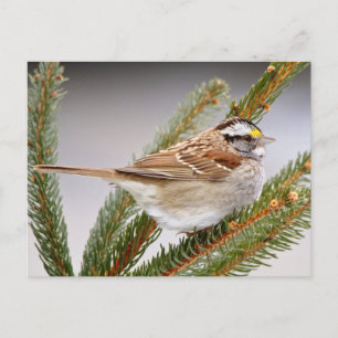Cartão Postal Sparrow no inverno
