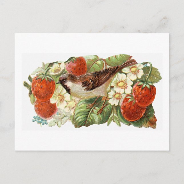 Cartão Postal Sparrow & Red Strawberries - Vintage Illustration (Frente)