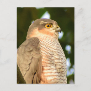 Cartão Postal Sparrowhawk