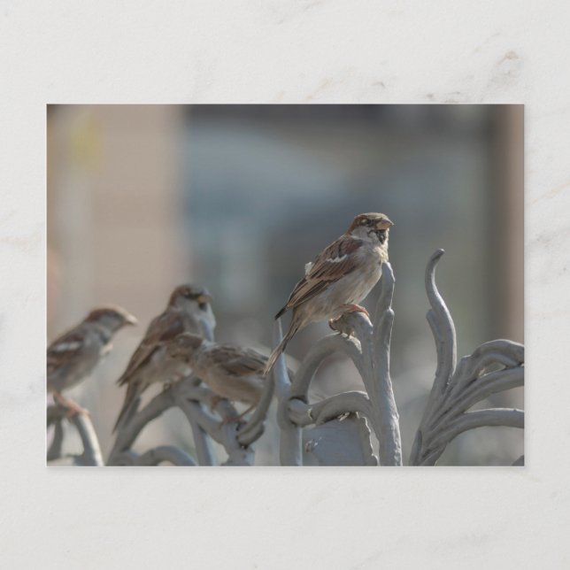 Cartão Postal Spatzen (Frente)