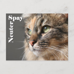 Cartão Postal Spay / Neuter