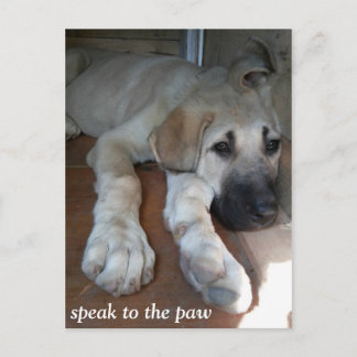 Cartão Postal Speak to the paw