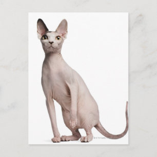 Cartão Postal Sphynx (13 meses de idade)