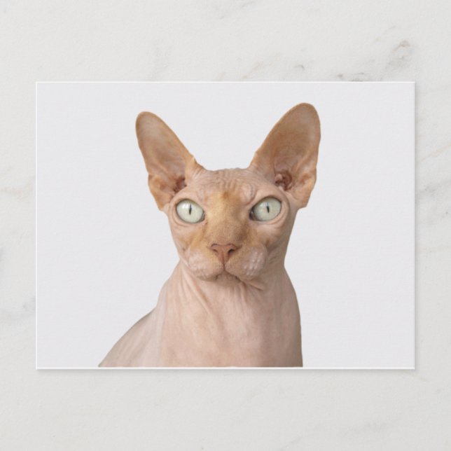 Cartão Postal sphynx 3.png (Frente)