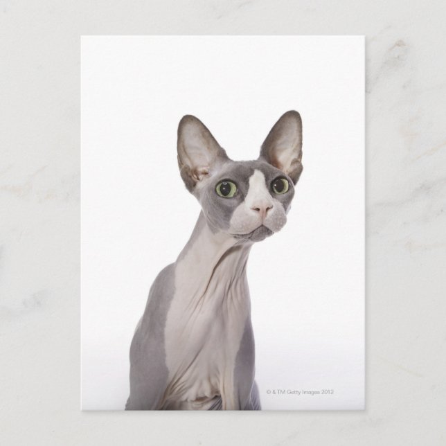 Cartão Postal Sphynx Cat com expressão surpreendida (Frente)