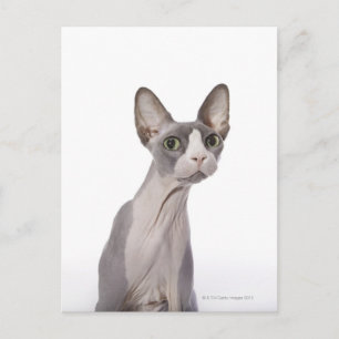 Cartão Postal Sphynx Cat com expressão surpreendida
