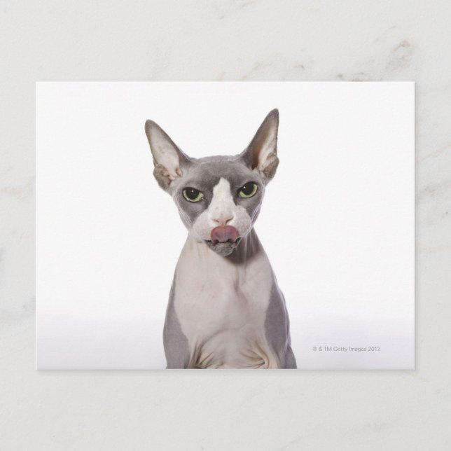 Cartão Postal Sphynx Cat com língua para fora (Frente)