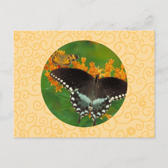 Cartão Postal Spicebush Swallowtail Butterfly (Frente)