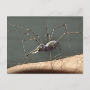 Cartão postal Spidefant