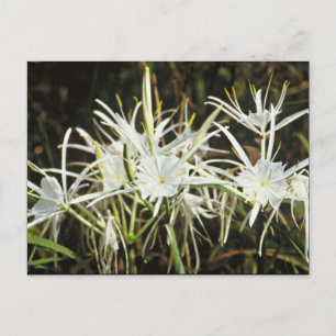 Cartão Postal Spider Lily