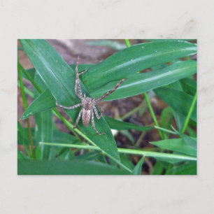 Cartão Postal Spider no cartão-postal Smartweed