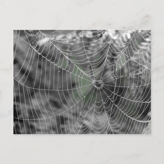 CARTÃO POSTAL SPIDERS WEB (Frente)