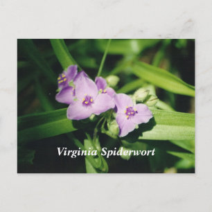 Cartão Postal Spiderwort Virgínia