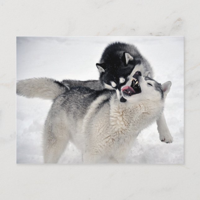 Cartão Postal spielodernst (Frente)