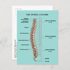 Cartão Postal Spinal Column Anatomical Chiropractic Reactivation