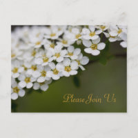 Spiraea Por Favor Junte-Se A Nós Cartão-Postal