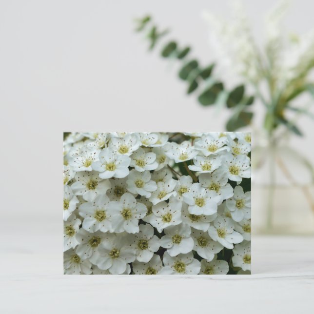 Cartão Postal Spirea Arguta (Em pé/Frente)