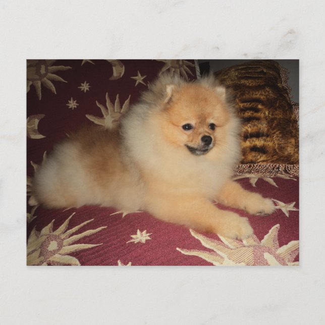 Cartão Postal Spitz Alemão (Frente)