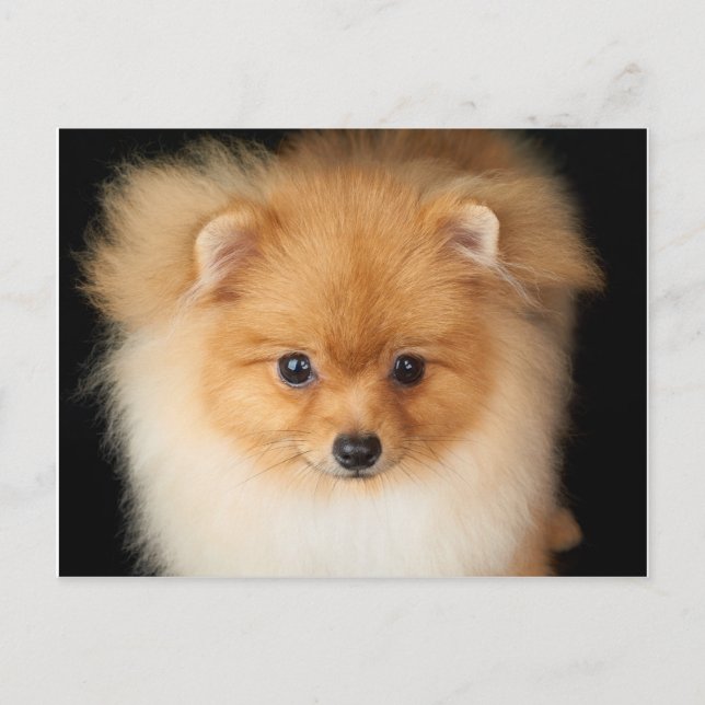 Cartão Postal Spitz de Pomeranian (Frente)
