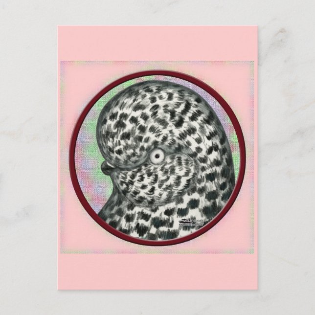 Cartão Postal Splash Tumbler Pigeon Círculo (Frente)