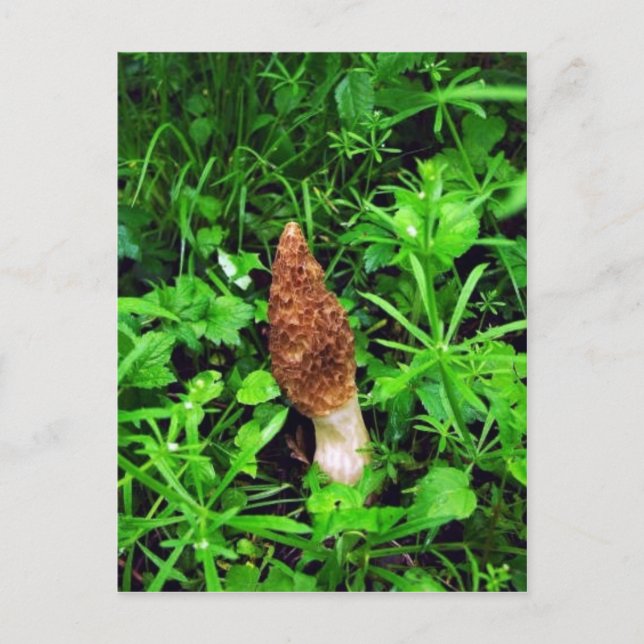 Cartão Postal Sponge Mushroom com plantas verdes (Frente)