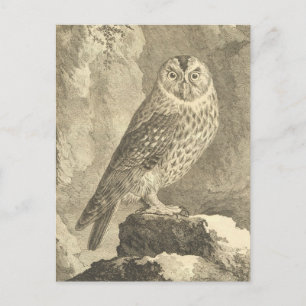 Cartão Postal Spooky Vintage Halloween Tawny Owl Postcard