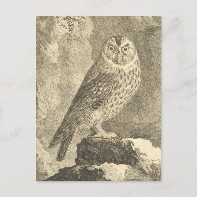 Cartão Postal Spooky Vintage Halloween Tawny Owl Postcard (Frente)