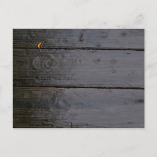 Cartão postal "Spot of Color"